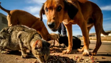 Campanha arrecada ração para cães e gatos em situaçãode rua. Foto: Gustavo