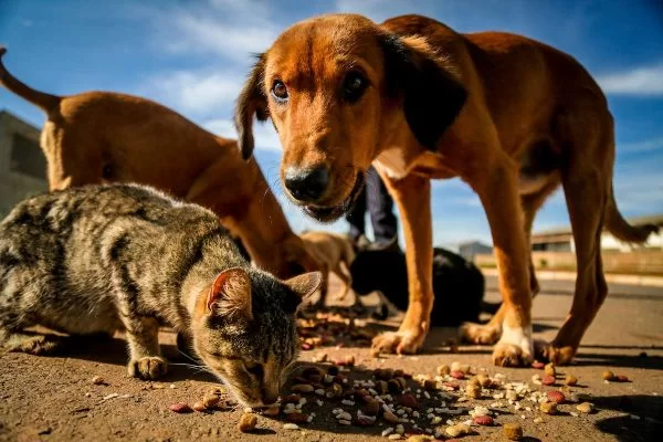 Campanha arrecada ração para cães e gatos em situaçãode rua. Foto: Gustavo