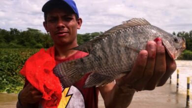 Mossoró ofertará Peixe Popular - Foto: Wilson Moreno