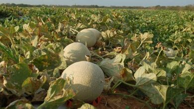 Expofruit, maior feira de fruticultura do Brasil - Foto: divulgação