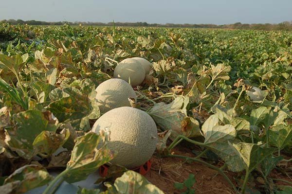 Expofruit, maior feira de fruticultura do Brasil - Foto: divulgação