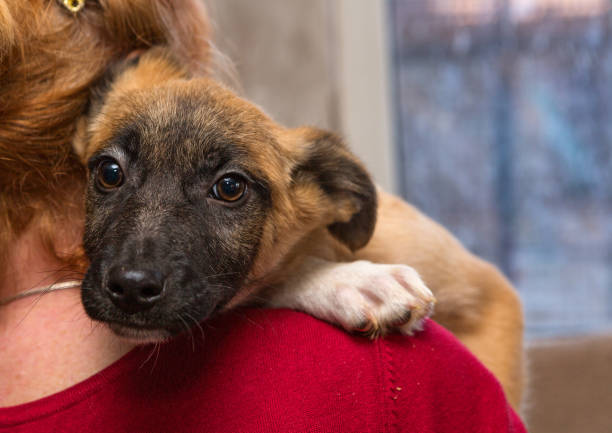 Projeto isenta da taxa de inscrição em concursos candidatos que adotaram animais. Foto: Reprodução